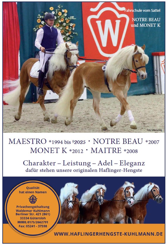 Haflingerhengste Kuhlmann