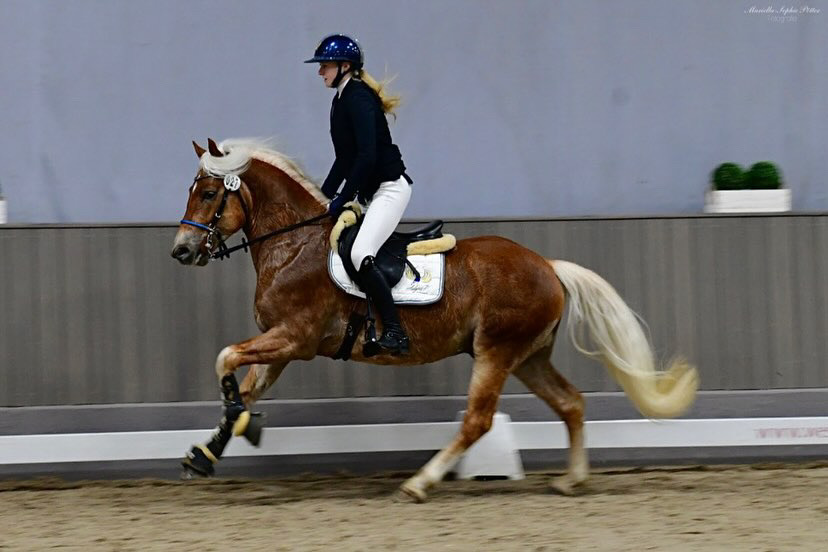 Hengstschau2024_0001