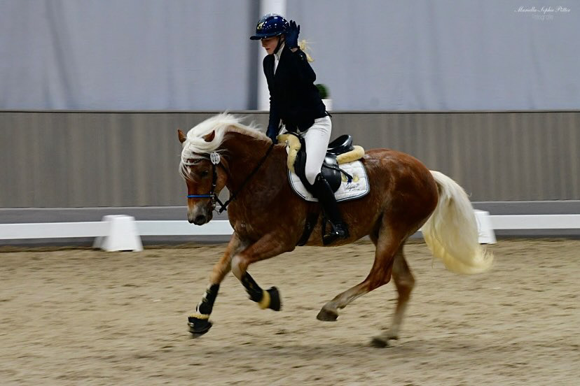 Hengstschau2024_0002