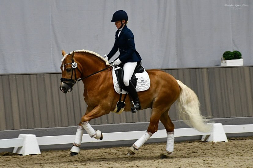 Hengstschau2024_0003