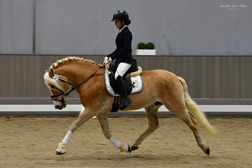 Hengstschau2024_0006