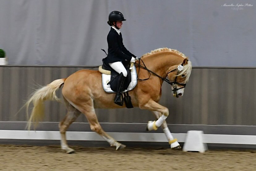 Hengstschau2024_0007