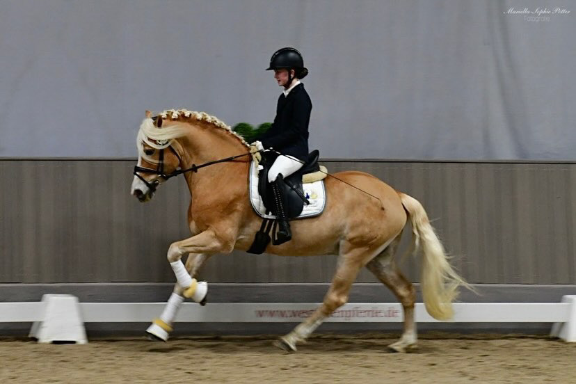 Hengstschau2024_0010