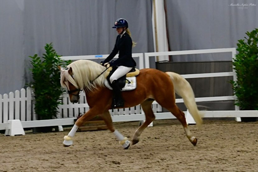 Hengstschau2024_0013