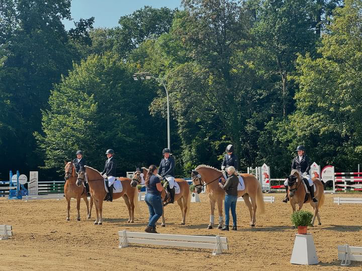 Haflingerpr&uuml;fung Schlangen 31.08.24_0001