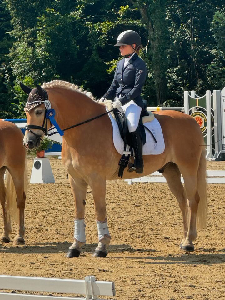 Haflingerpr&uuml;fung Schlangen 31.08.24_0004