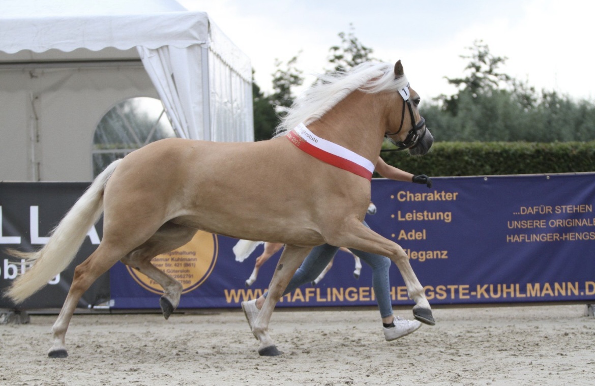 Stella_Siegerstute Edelbluthaflinger Handorf 2025_002