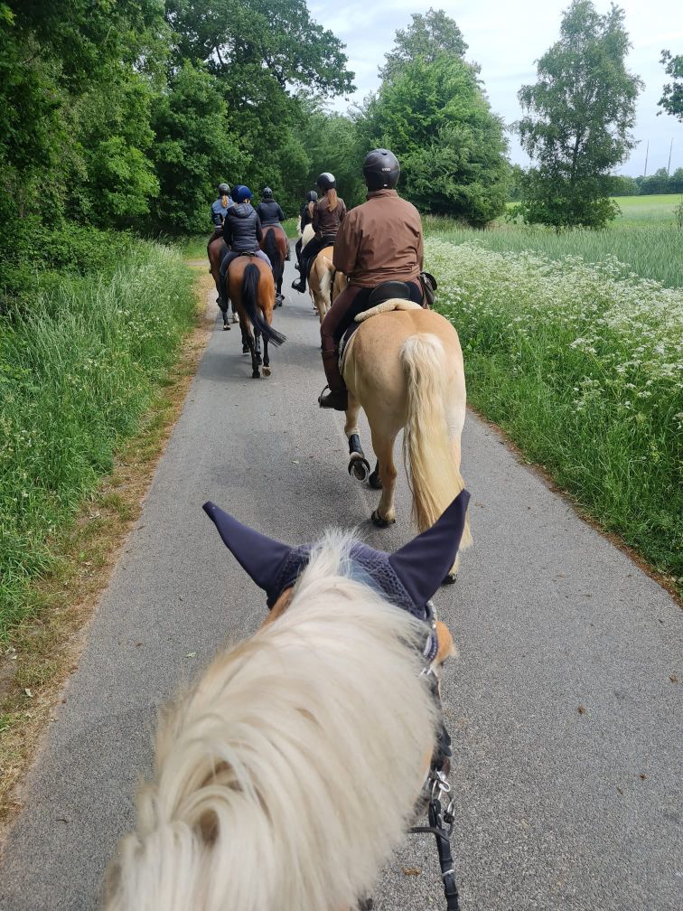Haflingerausritt_Saerbeck2025_0020