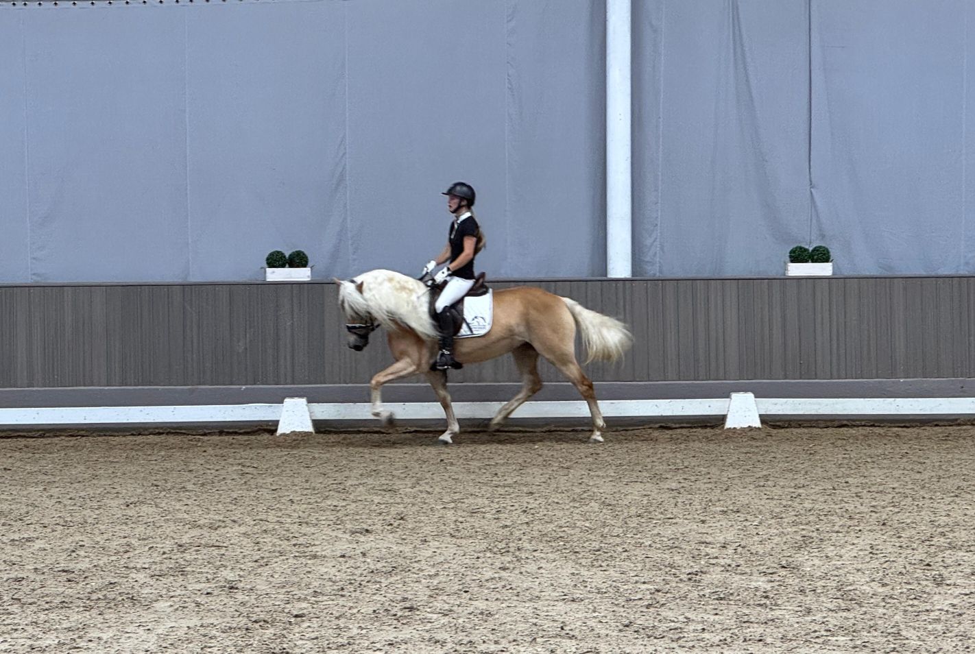 Stutenleistungspr&uuml;fung25_006