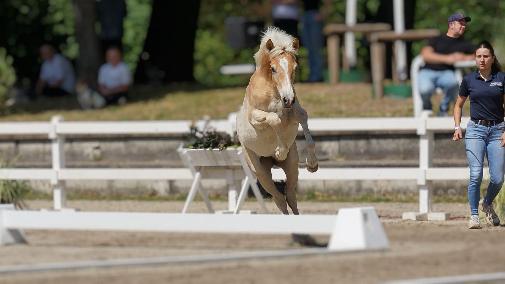 Haflingerhof Leeling_0010