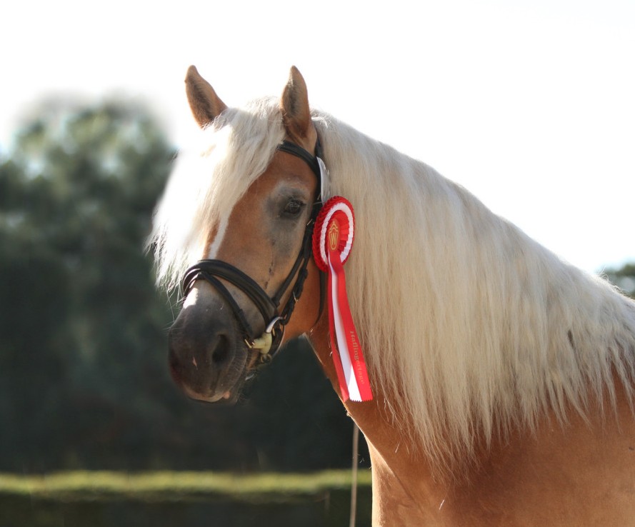 Haflinger von Oberst&ouml;cken