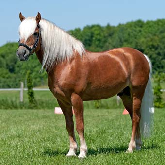 Moiko Haflingerhengst